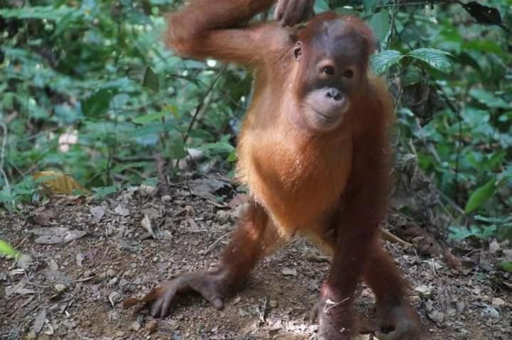 Pongo Guest House & Jungle Trekking Букит Лаванг Екстериор снимка
