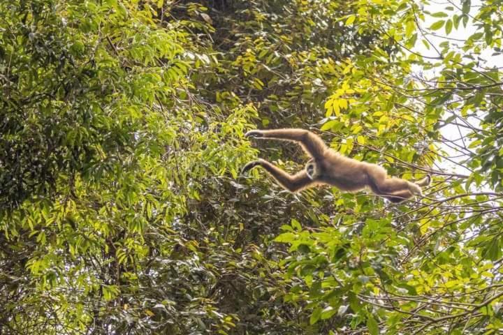 Pongo Guest House & Jungle Trekking Букит Лаванг Екстериор снимка